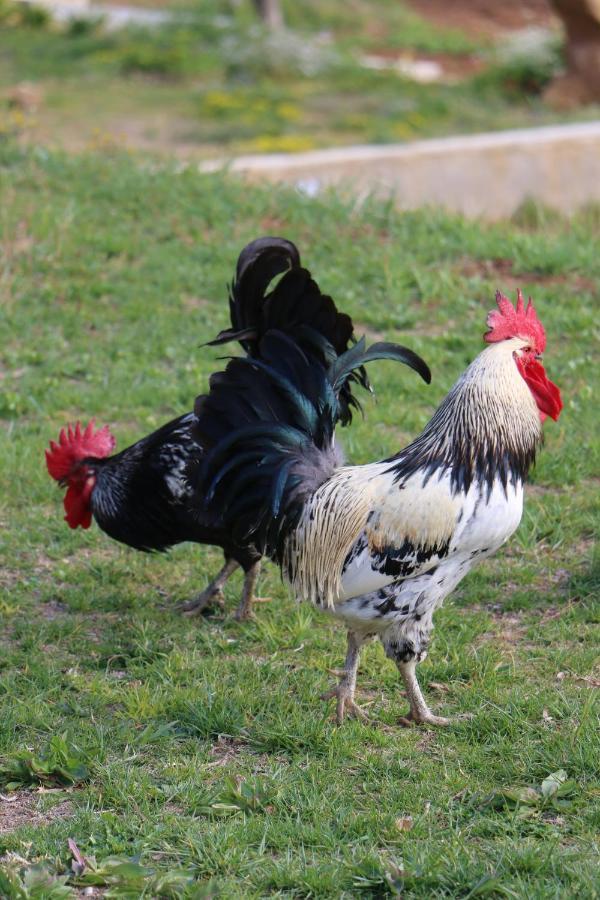 Frühstückspension La Quercia E L'asino 3*