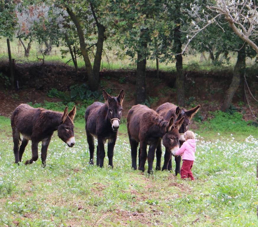 La Quercia E L'asino 3*